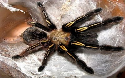 Ephebopus murinus SLING TARANTULA